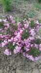 WEIGELA MINUET 50cm