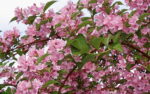 WEIGELA ROSEA 50 cm