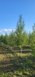 Mesteacan alb argintiu-Betula Pendula
