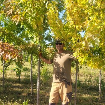 Artar argintiu -Acer Saccharinum
