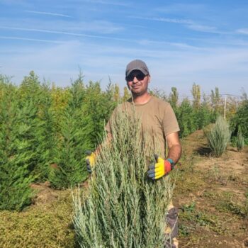 Ienupar (juniperus) Skyrocket