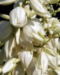 Yucca Filamentosa 40-50cm