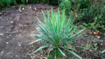 Yucca Filamentosa 40-50cm