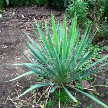 Pepiniera Calugareni 2 Yucca Filamentosa 40-50cm