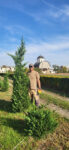 Cupressocyparis leylandii