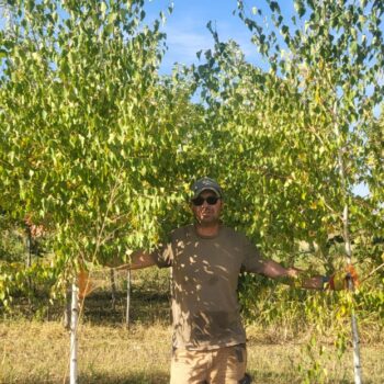 Mesteacan alb argintiu-Betula Pendula