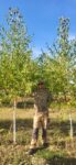 Mesteacan alb argintiu-Betula Pendula