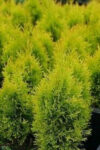 Tuia (thuja) occidentalis golden Smaragd