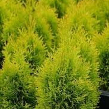 Tuia (thuja) occidentalis golden Smaragd
