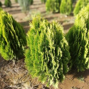 Pepiniera Calugareni 4 Tuia orientalis Aurea Nana