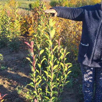 Photinia Fraserii Red Robin