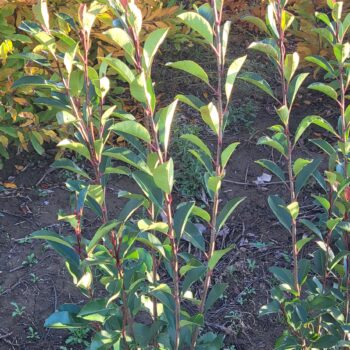 Pepiniera Calugareni 32 Photinia Fraserii Red Rubin