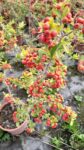 Pyracantha orange glow