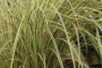 Carex Brunnea 'Aureovariegata'