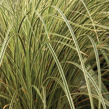 Pepiniera Calugareni 3 Carex Brunnea 'Aureovariegata'