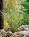 Coada de ponei -Stipa tenuissima 'Pony Tails'