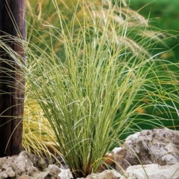 Coada de ponei -Stipa tenuissima 'Pony Tails'