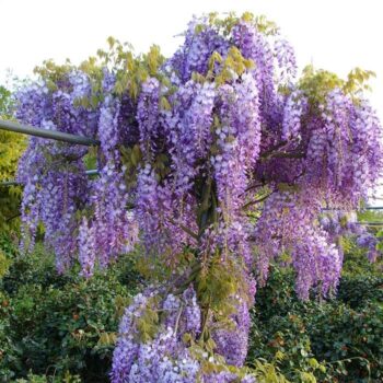 Pepiniera Calugareni 1 Glicină -Wisteria Sinensis