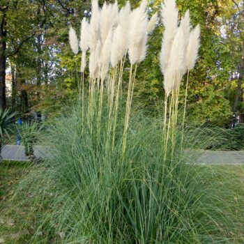 Iarba de Pampas albă -Cortaderia Selloana