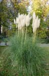 Iarba de Pampas Albă (1)
