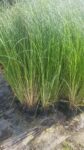 Iarba de Pampas Albă (1)