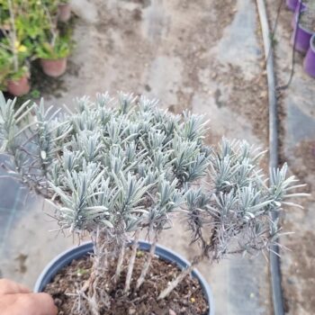 Lavanda -Lavandula Angustifolia