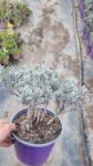 Lavanda -Lavandula Angustifolia