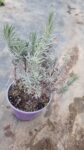 Lavanda (Lavandula angustifolia) ghiveci 1-2l 25ron