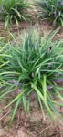 Liriope muscari Big Blue ghiveci 1l 25ron
