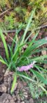 Liriope muscari Big Blue ghiveci 1l 25ron