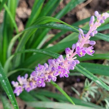 Liriope Muscari 'Big Blue'