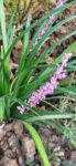 Liriope muscari Big Blue ghiveci 1l 25ron
