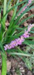 Liriope muscari Big Blue ghiveci 1l 25ron