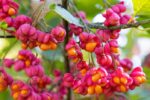 Salba moale - Euonymus Europaeus