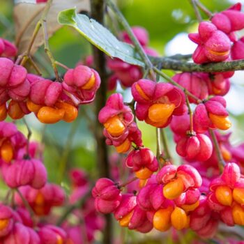 Salba moale - Euonymus Europaeus