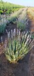 lavanda-balot-pamant-pepiniera-calugareni-principala