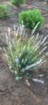 lavanda-balot-pamant-pepiniera-calugareni-principala