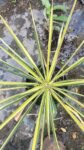 Yucca filamentosa Color Guard ghiveci 2-3l 60ron 2