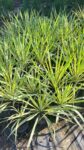 Yucca filamentosa 'Color Guard'