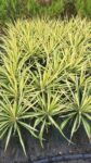 Yucca filamentosa Color Guard ghiveci 2-3l 60ron 2