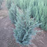 Chamyciparis lawsoniana Van Pelts Blue 50cm