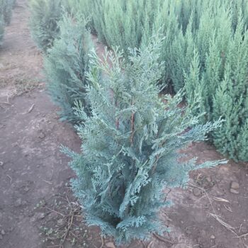 Pepiniera Calugareni 5 Chamyciparis lawsoniana Van Pelts Blue 50cm