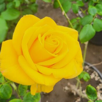 Pepiniera Calugareni 44 Trandafir teahibrid Kerio ghiveci 3 litri