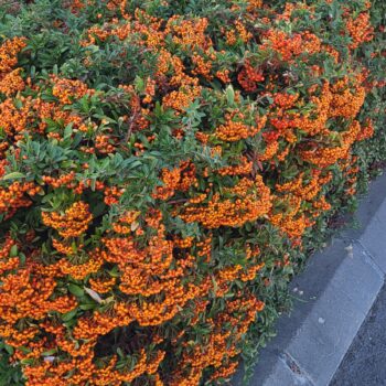 Pyracantha orange glow