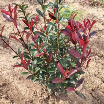 Pepiniera Calugareni 15 Photinia fraseri Compacta