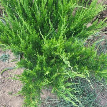 Ienupar semitarator - Juniperus  Mint Julep