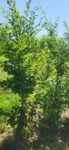 Carpen - Carpinus Betulus