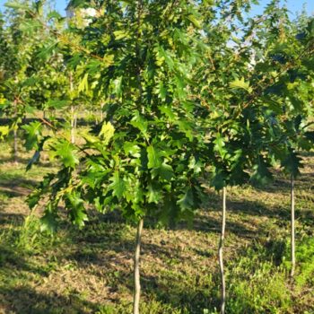 Stejar rosu -Quercus Rubra