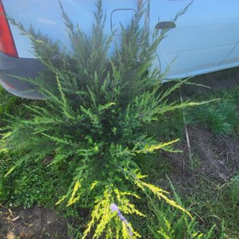Ienupar semitarator - Juniperus  Mint Julep