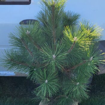 Pin negru - Pinus Nigra